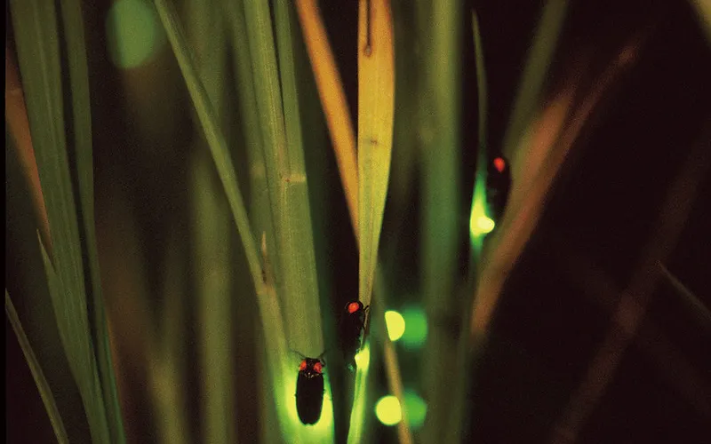 幻想的な光が舞う月夜野ホタルの里